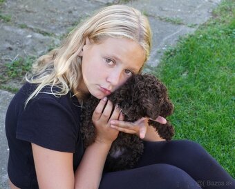 Maltipoo - 9