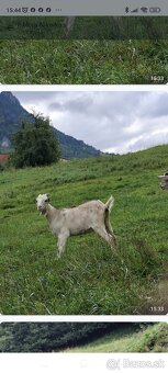 Kozy a kozlata na predaj - 9