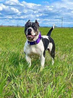 American bully xl s PP - 9