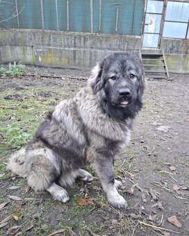 Šteňatá Kaukazský ovčiak - 9