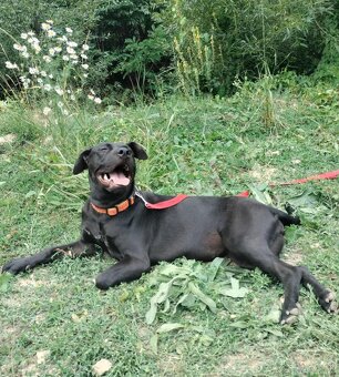 Darujem skvelú rodinnú sučku Daisy - mix bull a labrador - 9