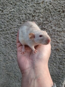 Predám potkanika Dumbo - 9