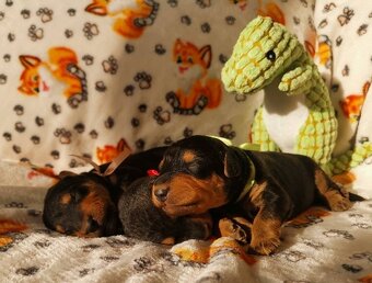 Airedale teriér / Erdelterier - šteniatka s PP - 9