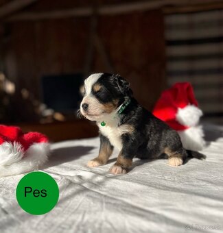 Bernský salašnícky pes - 9