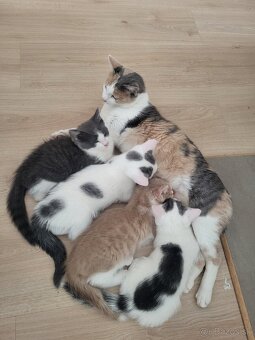 Darujem maciatko - 9