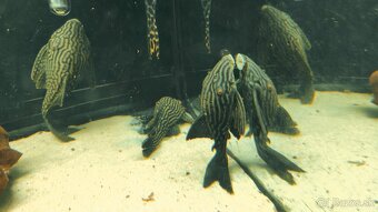 Panaque SP Spotted L330 - 9