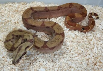 Boa imperator - Keltic VPI Sunglow, Aztec VPI Sunglow - 9