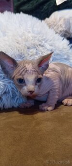 Kanadský sphynx - 9