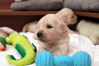 Zlatý retriever/ Golden retriever - 9