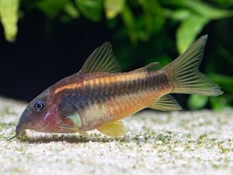 Akvárium 450L Diversa + skrinka + filter + JBL UV lampa + - 9