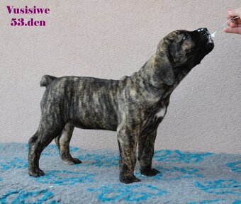 Boerboel štěňata FCI PP - 9