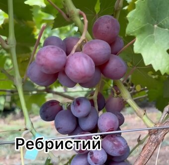 Predám sadenice viniča - 9