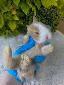 Zakrslý zajačik ihneď k oberu 3 mláďatká - 9