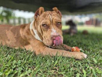 American bully XL - 9