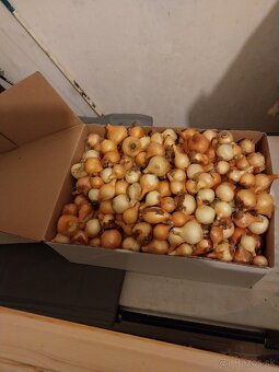 Domáca cibuľa , mrkva a petržlen - 9