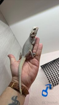 Agama bradata - Zero , het Zero 🦎 - 9