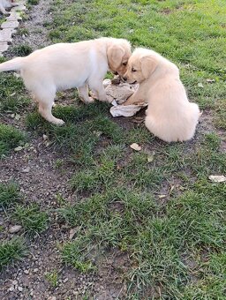 Šteniatka zlatý retriever - 9