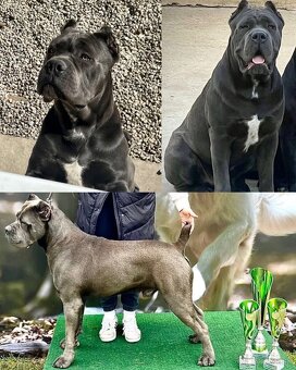Cane Corso šteniatka s PP / predbežná rezervácia - 9