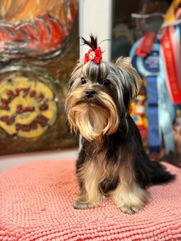 Yorkshire Terrier, Mini Yorkshire, yorki, jorksir - 9