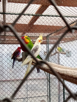 Korely -krúžkované - 9