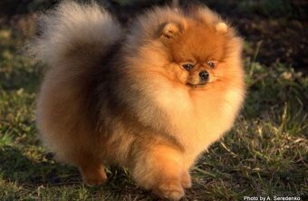 Pomeranian s pp FCI - 9