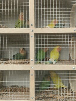 agapornis ružovohrdlý 1 - 9