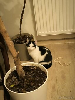 Mačiatka do dobrých rúk - 9