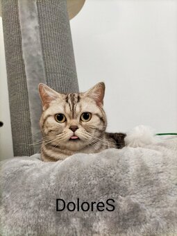 ŠKÓTSKE MAČKY s PP/ TICA 151 - 9