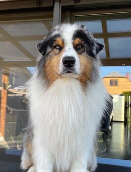 Australsky ovciak - Krytie, PP - 9