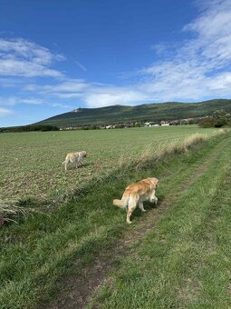 Predaj / Rezervácia šteniatok Zlatého retrievera - 9