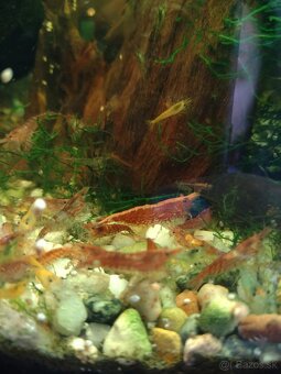 Krevety Caridina Crystal Red +Neocaridina Red rili - 9