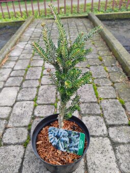 Predaj okrasnych drevin - 9