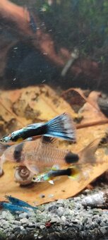 Slimák Brotia herculea +Gupky - 9