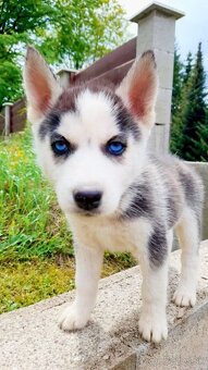 Sibirsky husky hasky - 9