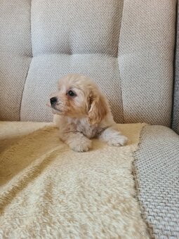 Maltipoo - 9