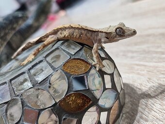 Pagekon riasnaty - 9