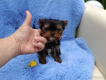 Yorkshire terrier - 9