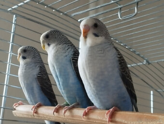 predám andulky čiernokrídle - 9