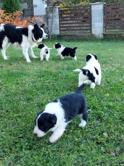 Šteniatka border kólia - 9