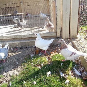 Predam holuby texan - 9