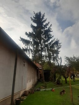Pílenie a orez stromov - 9