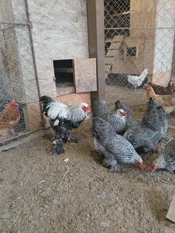 Násadové vajcia - 9