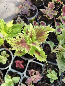 Coleus - 9