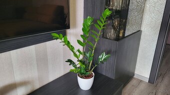 Zamiokulkas (Zamioculcas zamiifolia) - 9