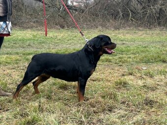 Rottweiler, rotvajler, rottwailer, rtw - 9