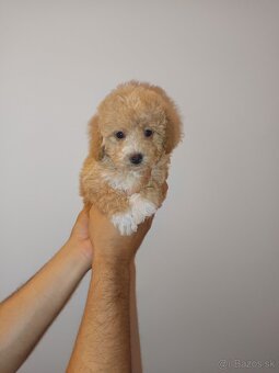 Toy Maltipoo - 9