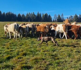 Louisianský leopardí pes Catahoula s PP - 9
