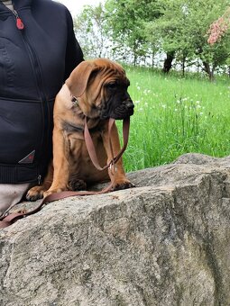 Tosa inu Štěňátka - 9