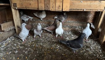 Poštové holuby štandard - 9