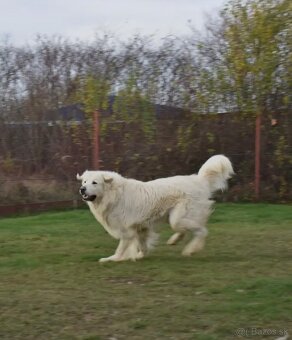 Slovenský čuvač s PP - 9